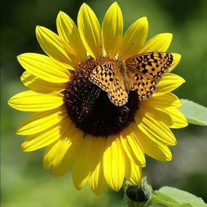 Meet your Posher, Bubi